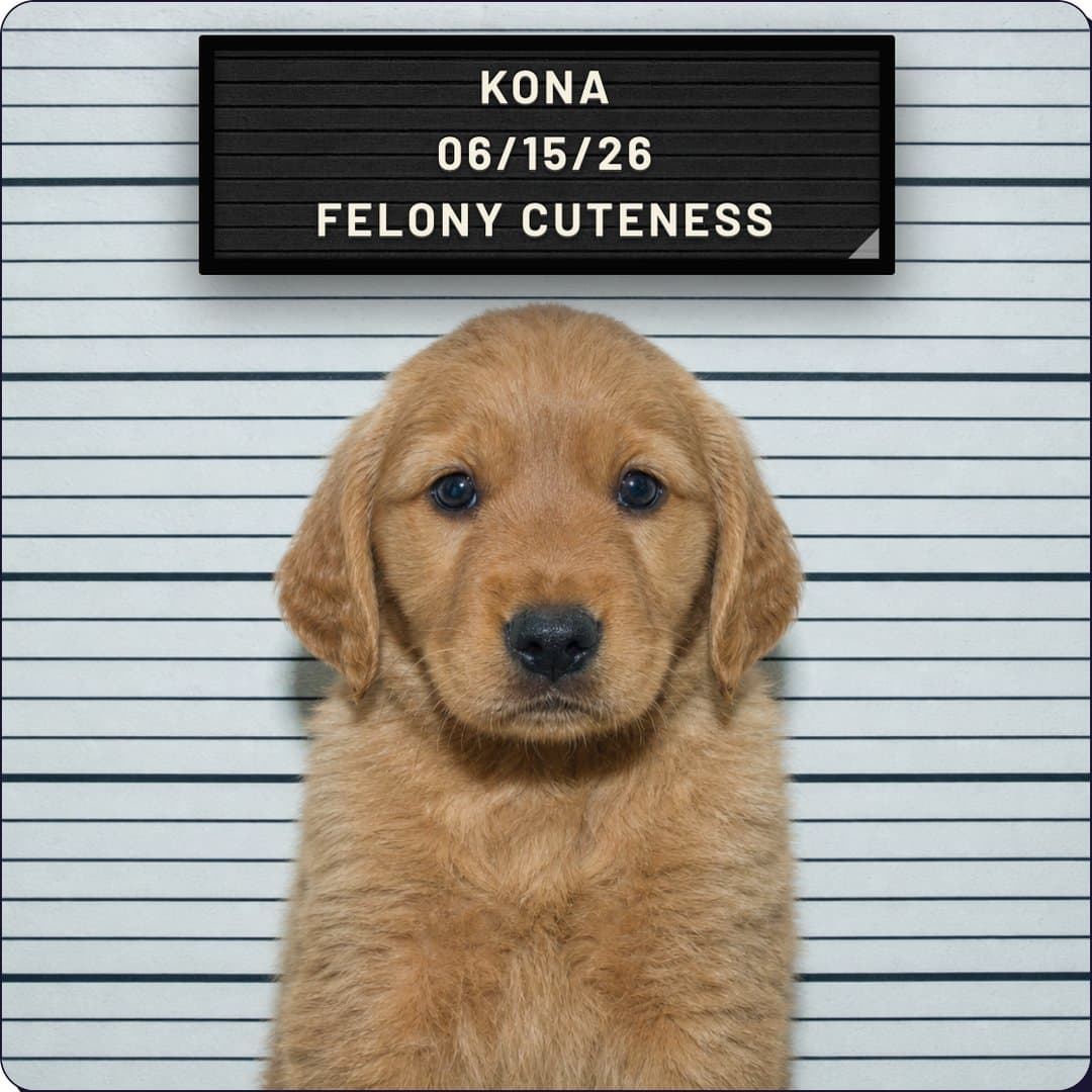 PP-0042: Felony Cuteness